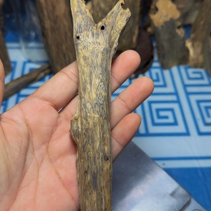 木绿奇陆河虫漏30克