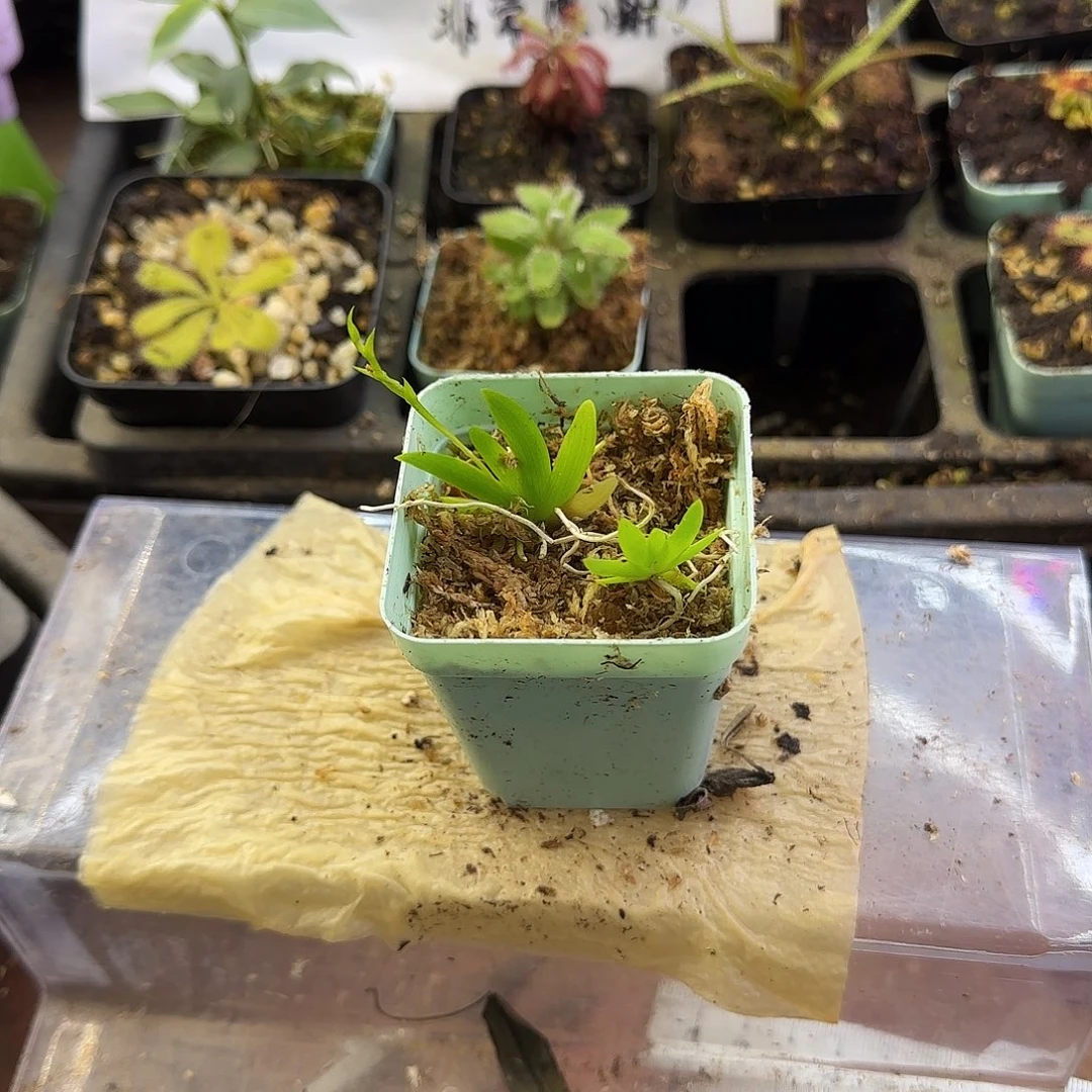 冰***完全开放扇叶文心兰