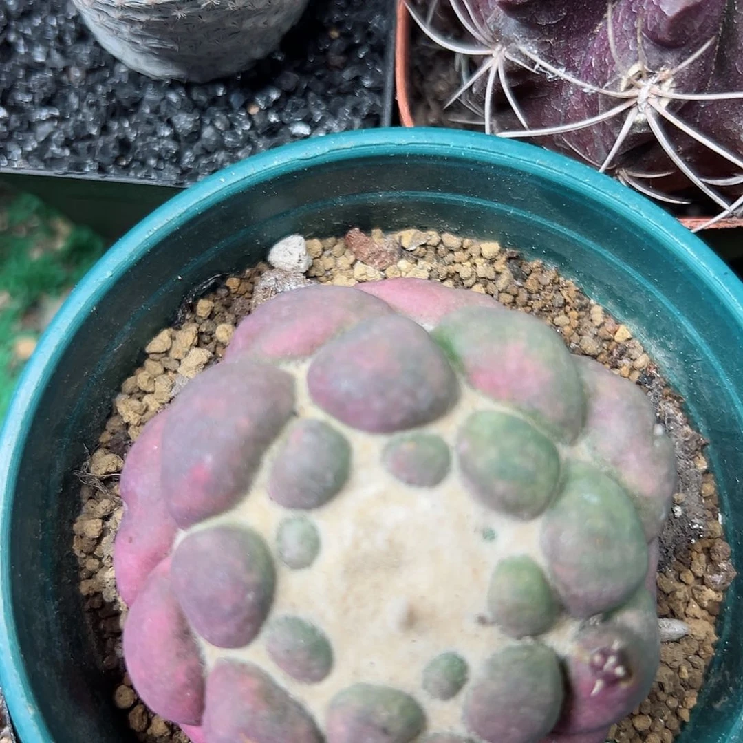 无根蜘蛛眼5.4公分