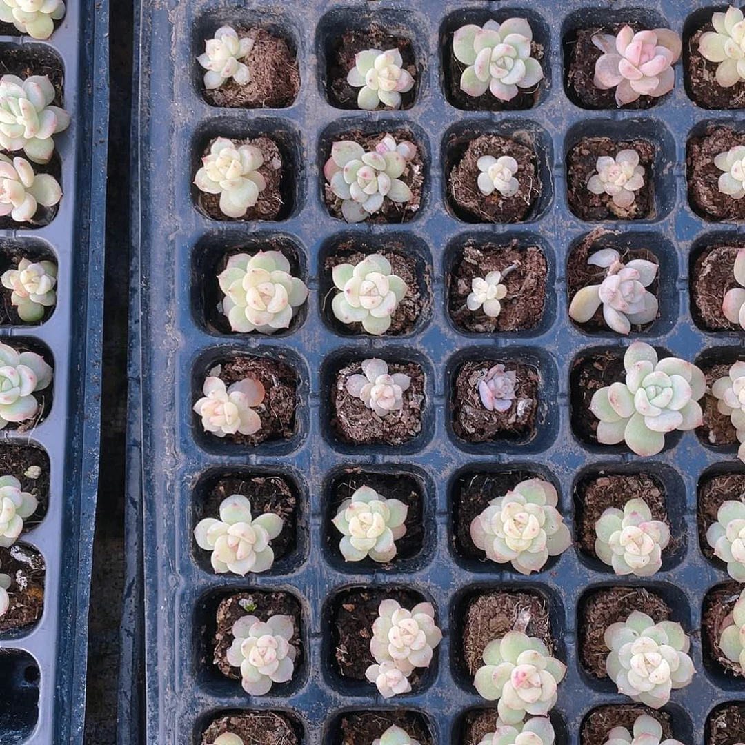 未知拉垃穴一个满25包邮