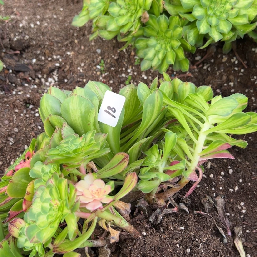 18知否两颗多肉系