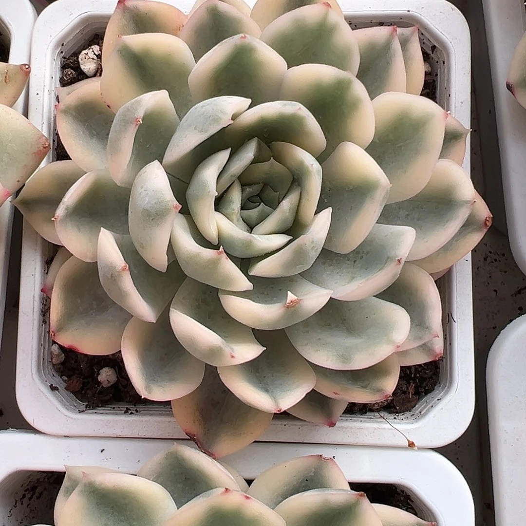 月亮仙子锦多肉植物