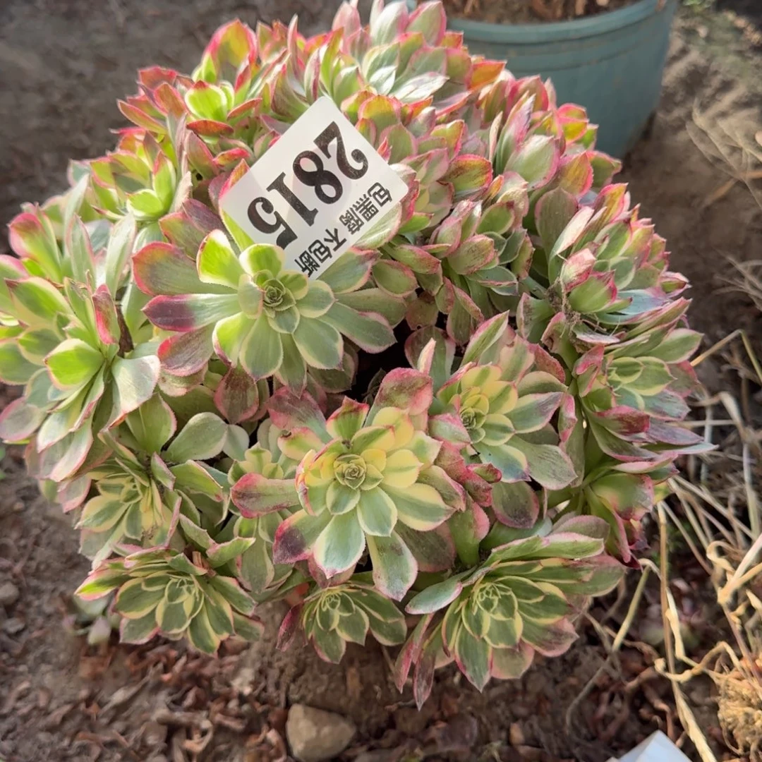 17-13法师海仙2815