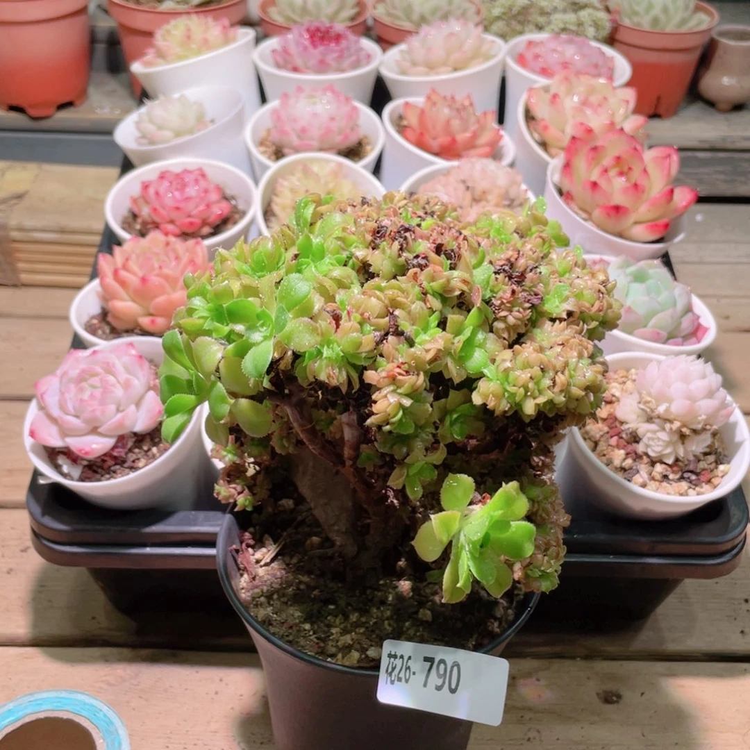 花利美26-790法师缀化