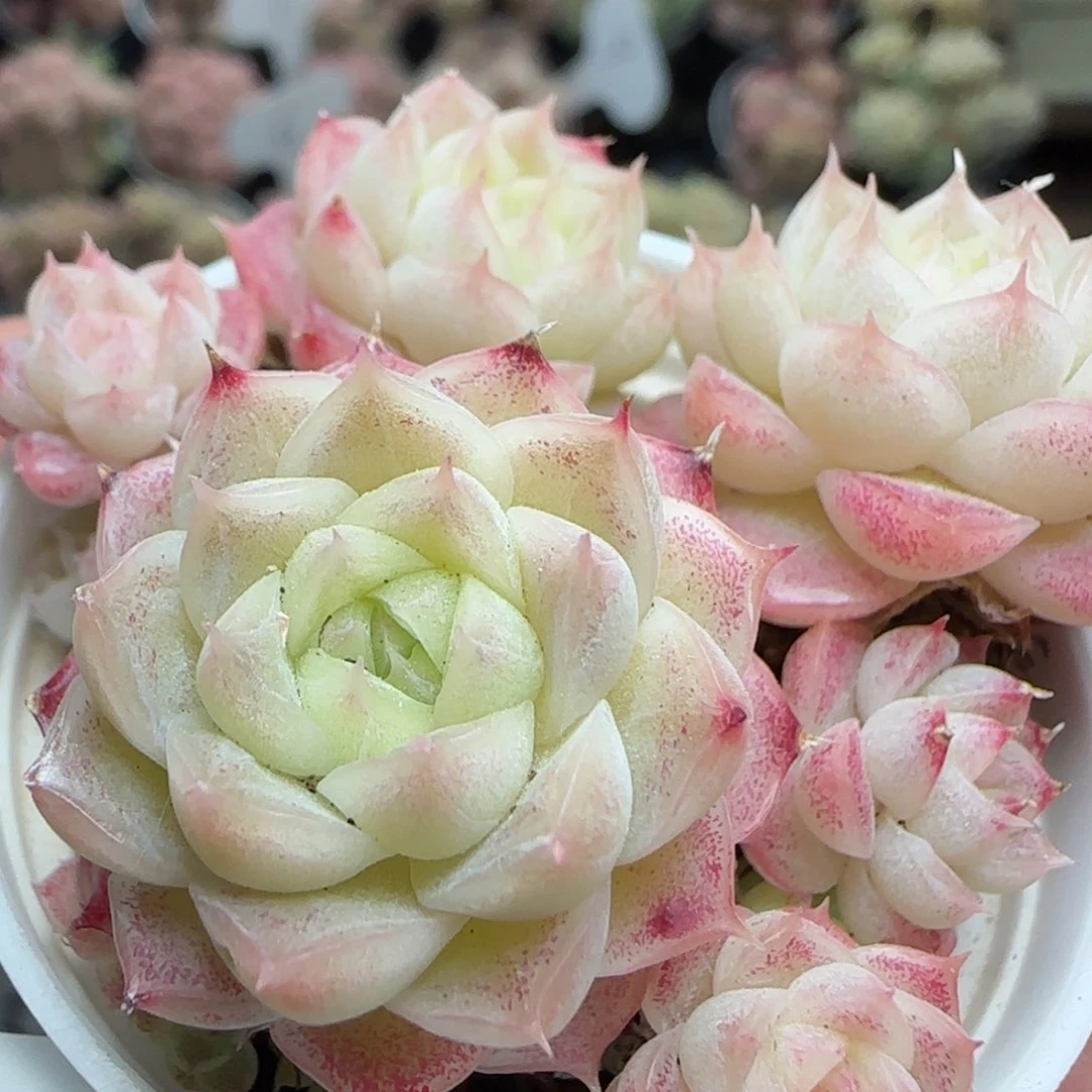 花语逸镜0225-333散