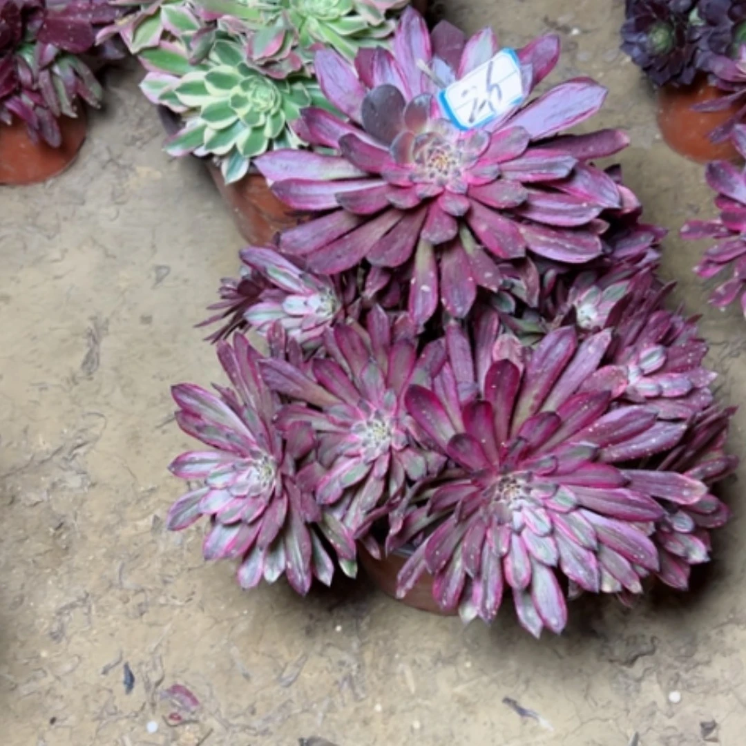 【闪购商品】❤️****多肉植物紫霞26