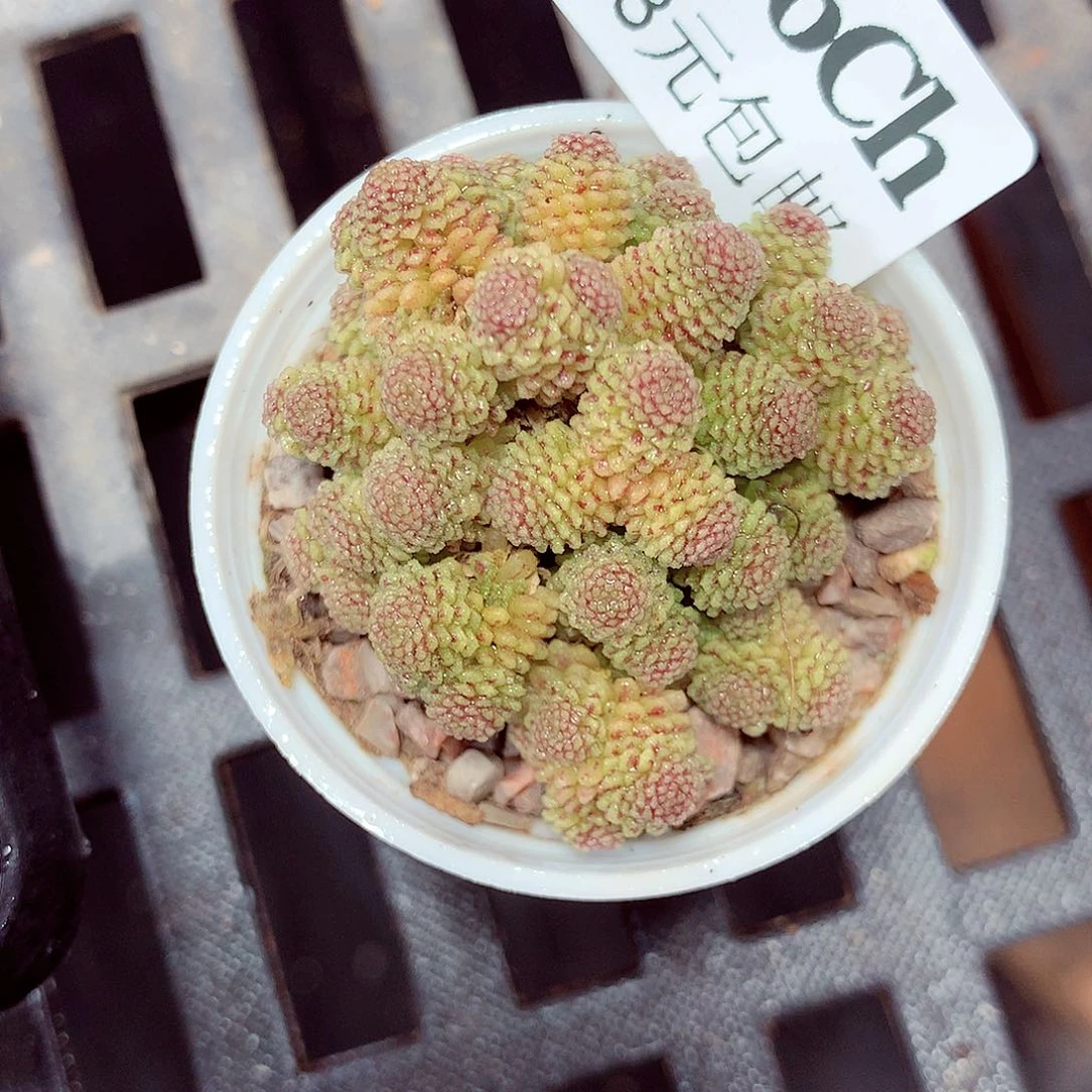 5厘米盆精控多肉266