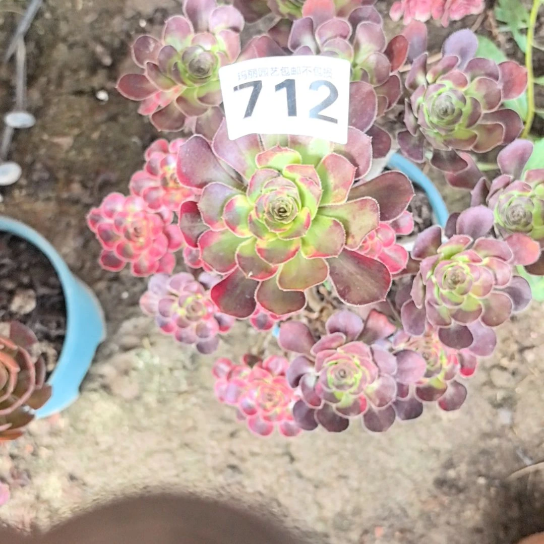 712花蝴蝶花花3-26