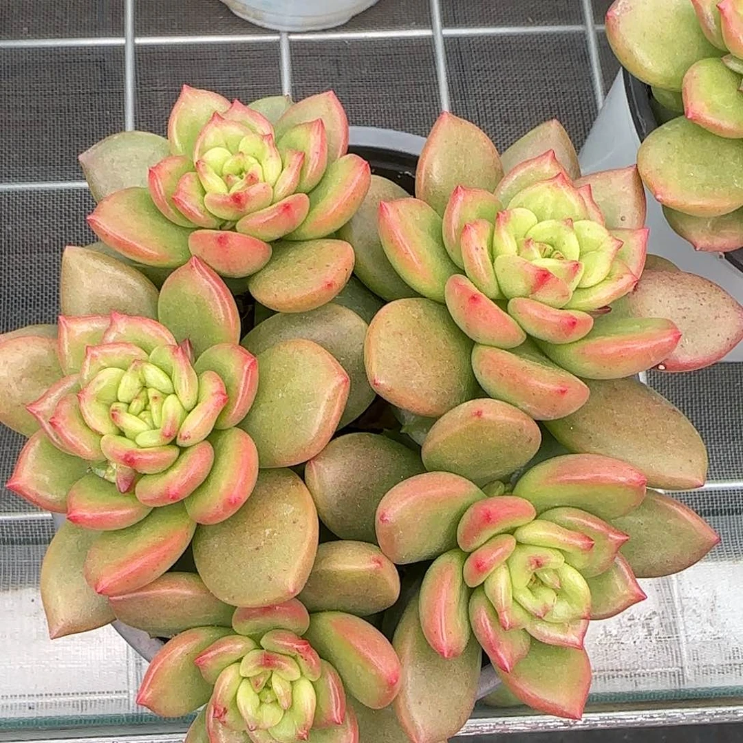 从前慢花园精选苹果花