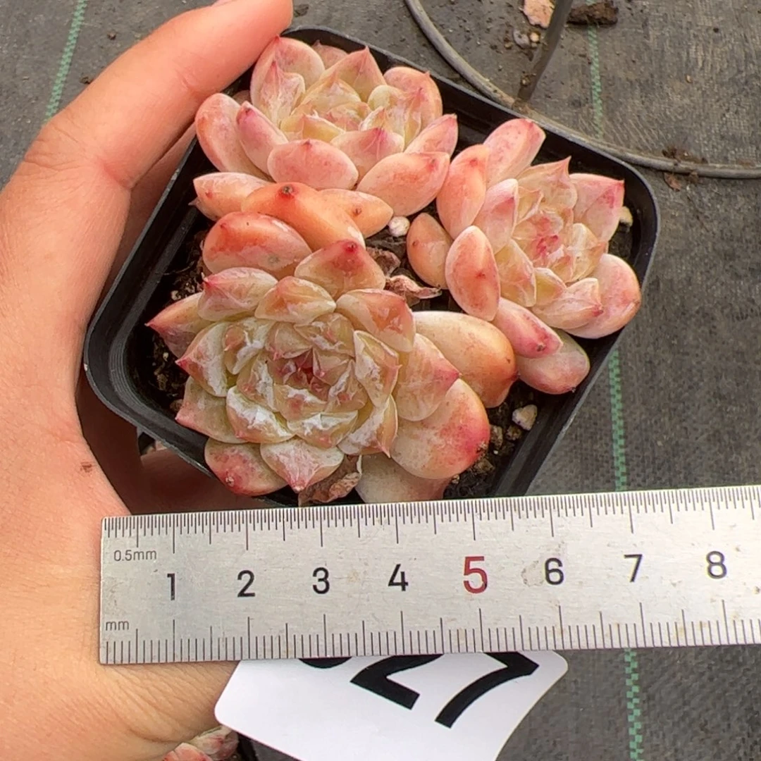 小***瓜527多肉植物组合盆栽