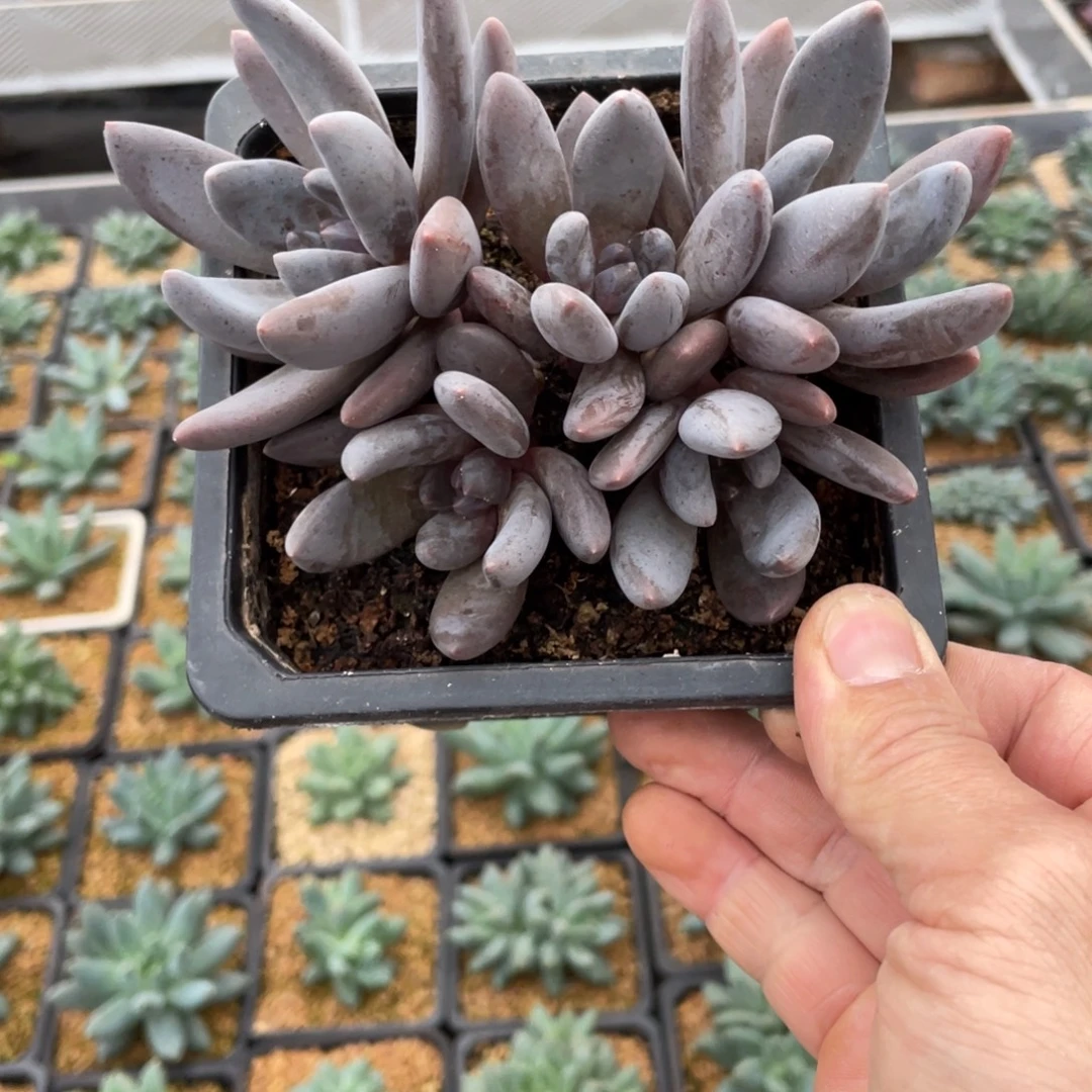 多肉植物紫丽殿美人5头