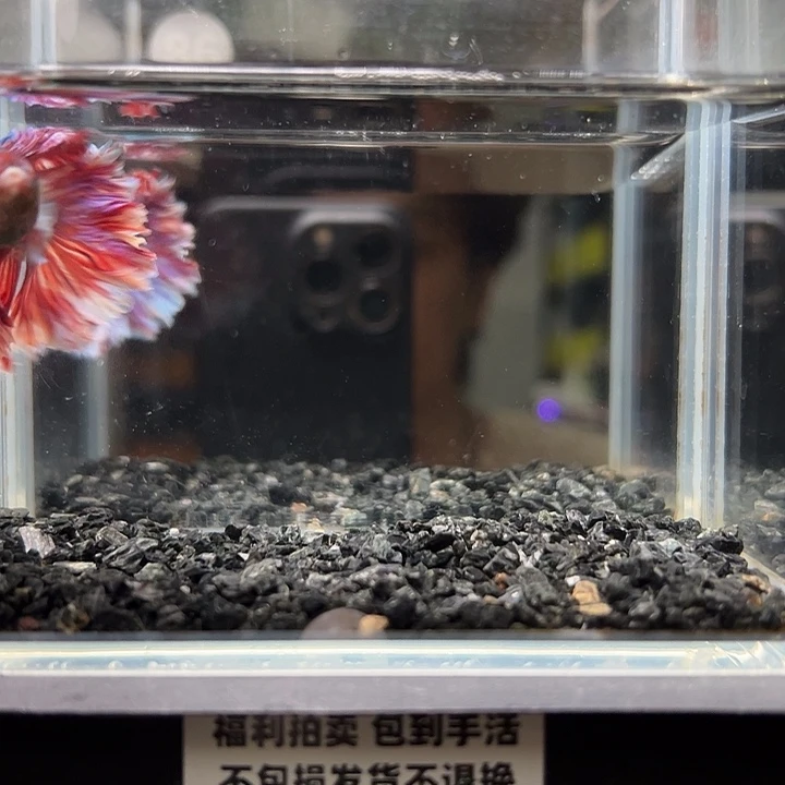 斗鱼竞拍跑单拉黑9日86