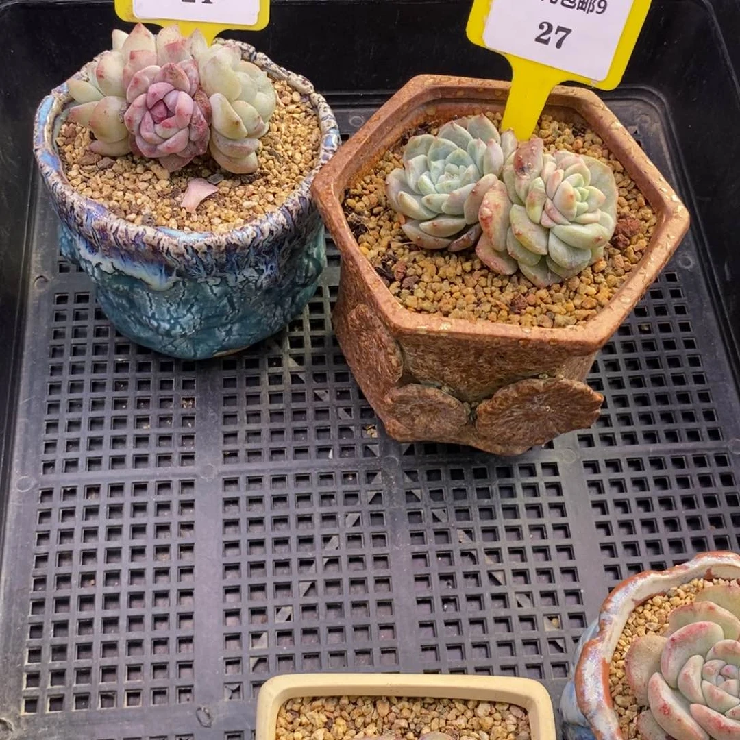 924.927冰魄石化多肉植物