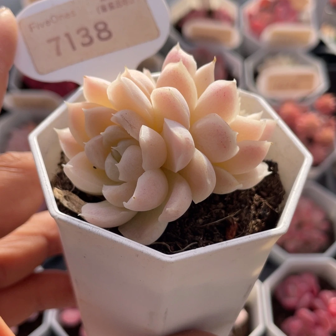 白月影7183-5.5厘米