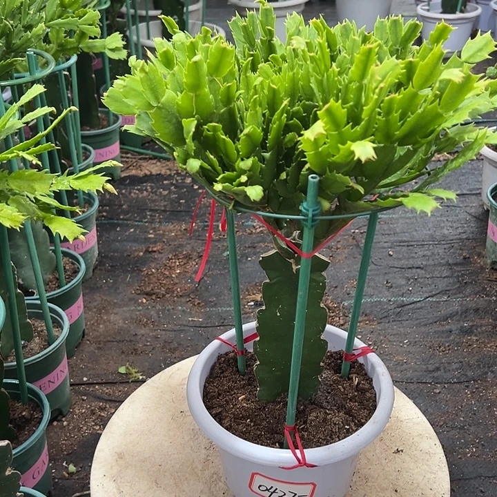 多色白盆蟹爪兰原土带花架