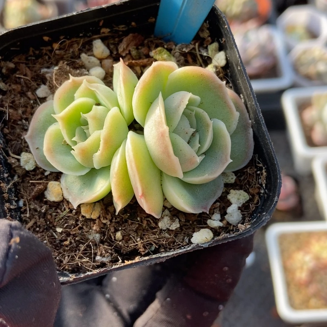 012虾饺多肉植物保护