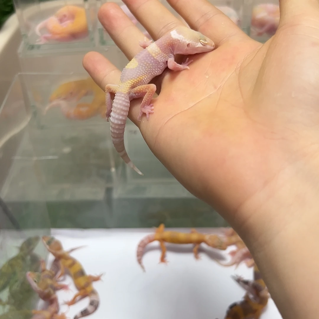 豹纹守宫豹纹守宫苗子