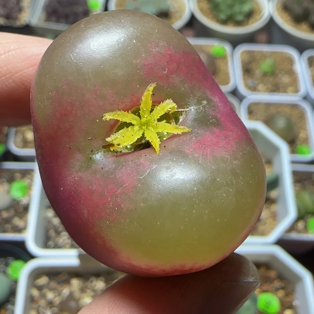 漂漂亮亮多肉植物152