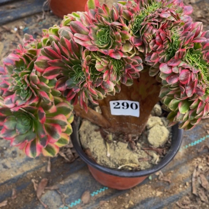 雨荷缀多肉植物290