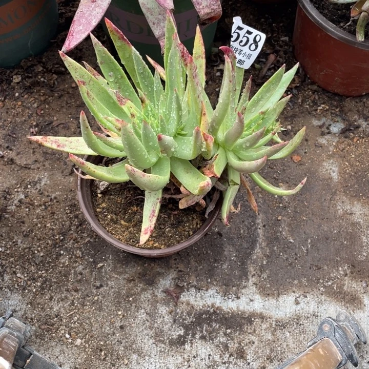 小*558号伊静思多肉