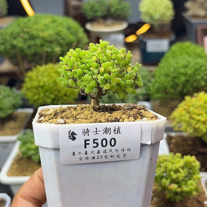 500蜜橘糖球枝干番杏