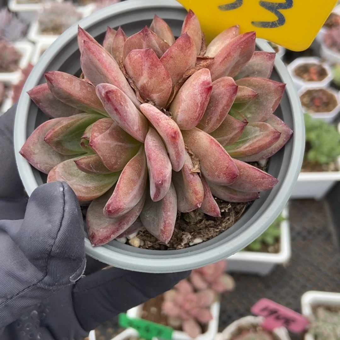 633夜魔侠多肉植物