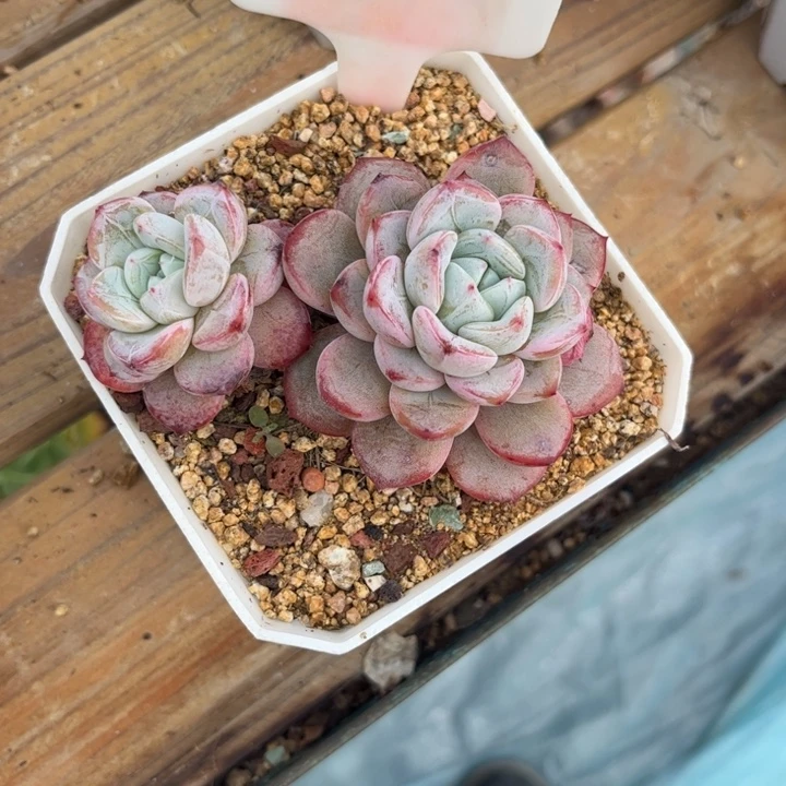 住****妞多肉植物1111维特