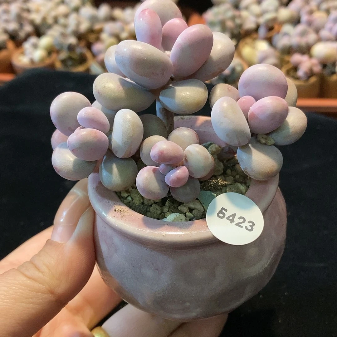 5423腮红腰子蛋带盆土