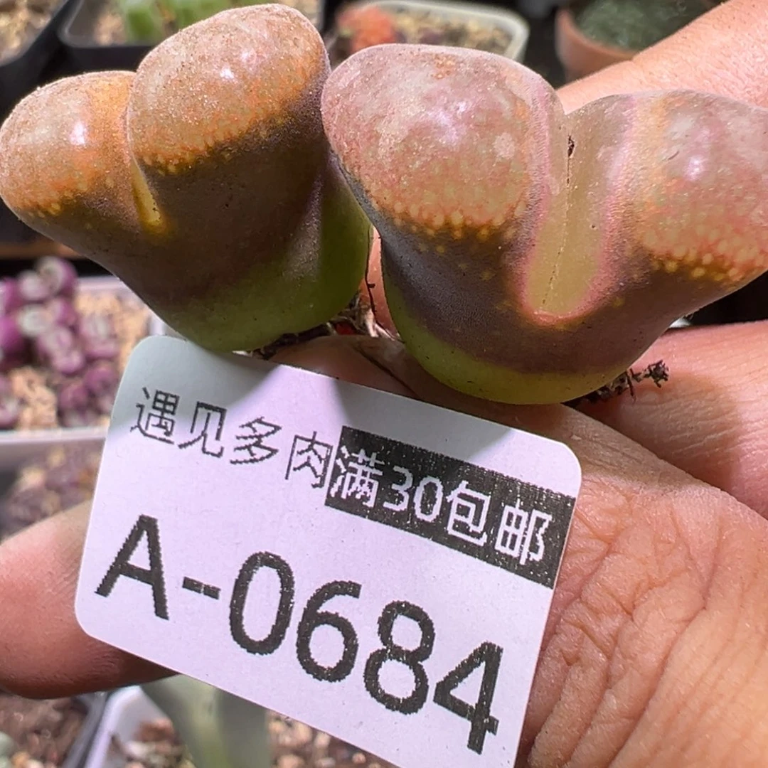 肉植物111多种111