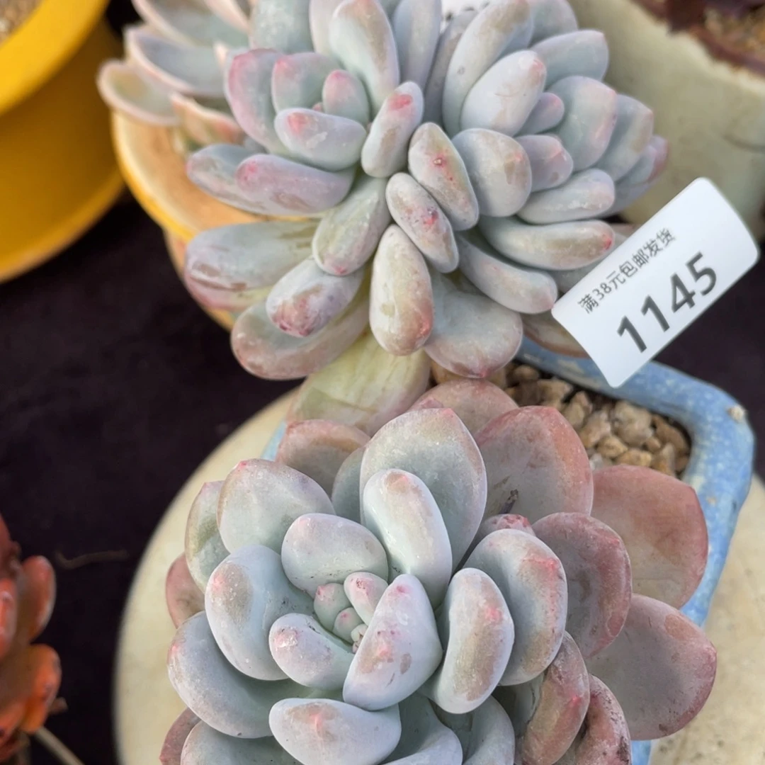 1145香水小群生多肉植物一物一拍