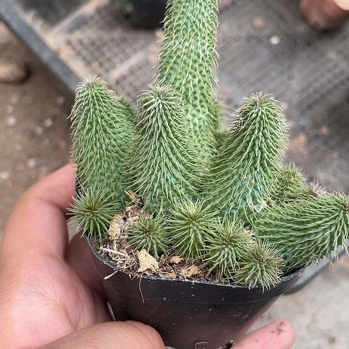 001 阿修罗 仙人球植物