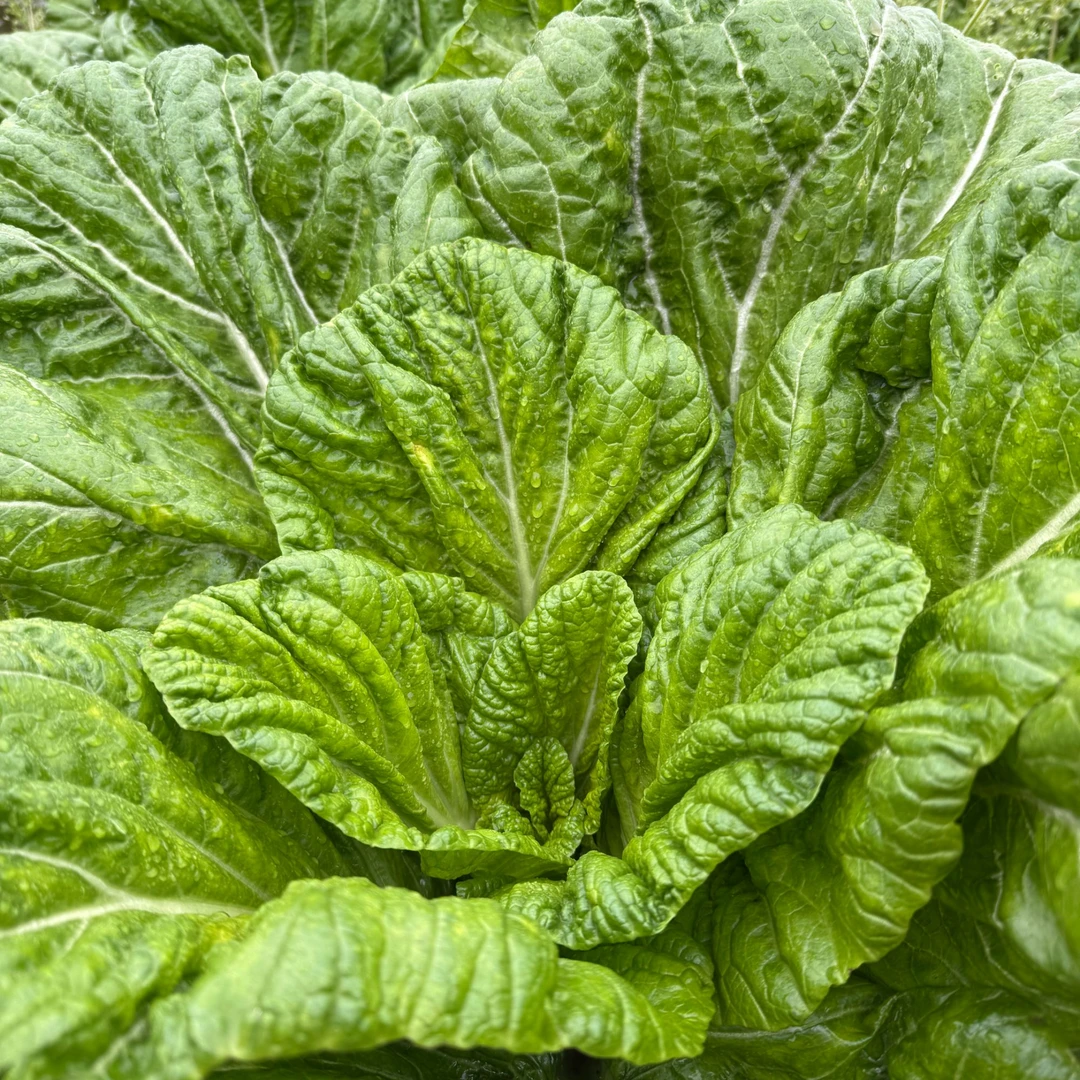 重庆农家青菜新鲜青菜农家种植