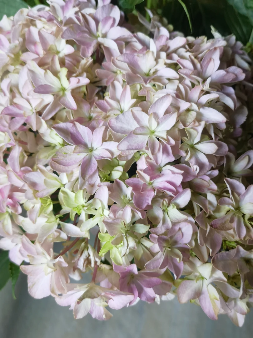 创美 （灵感） 3加仑大盆栽绣球基地原盆原土发货