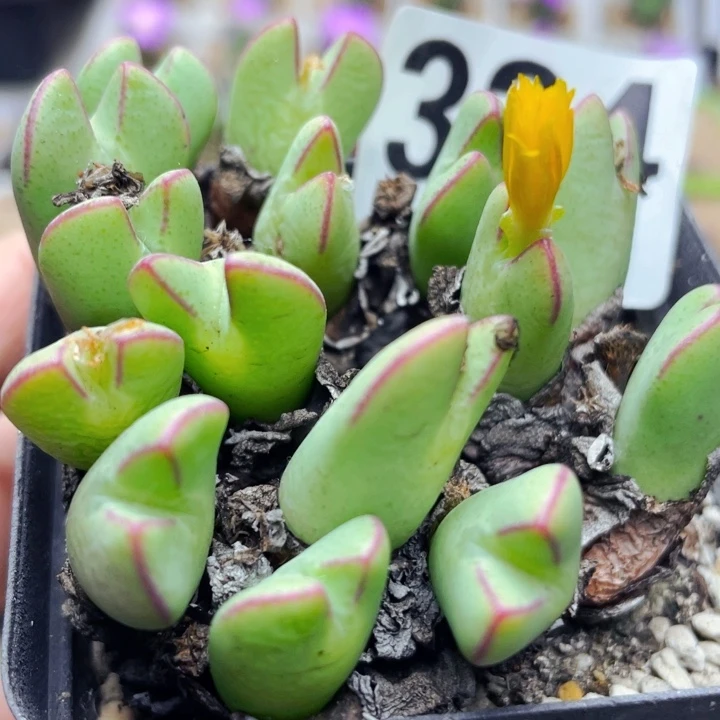 324少将群带盆母本