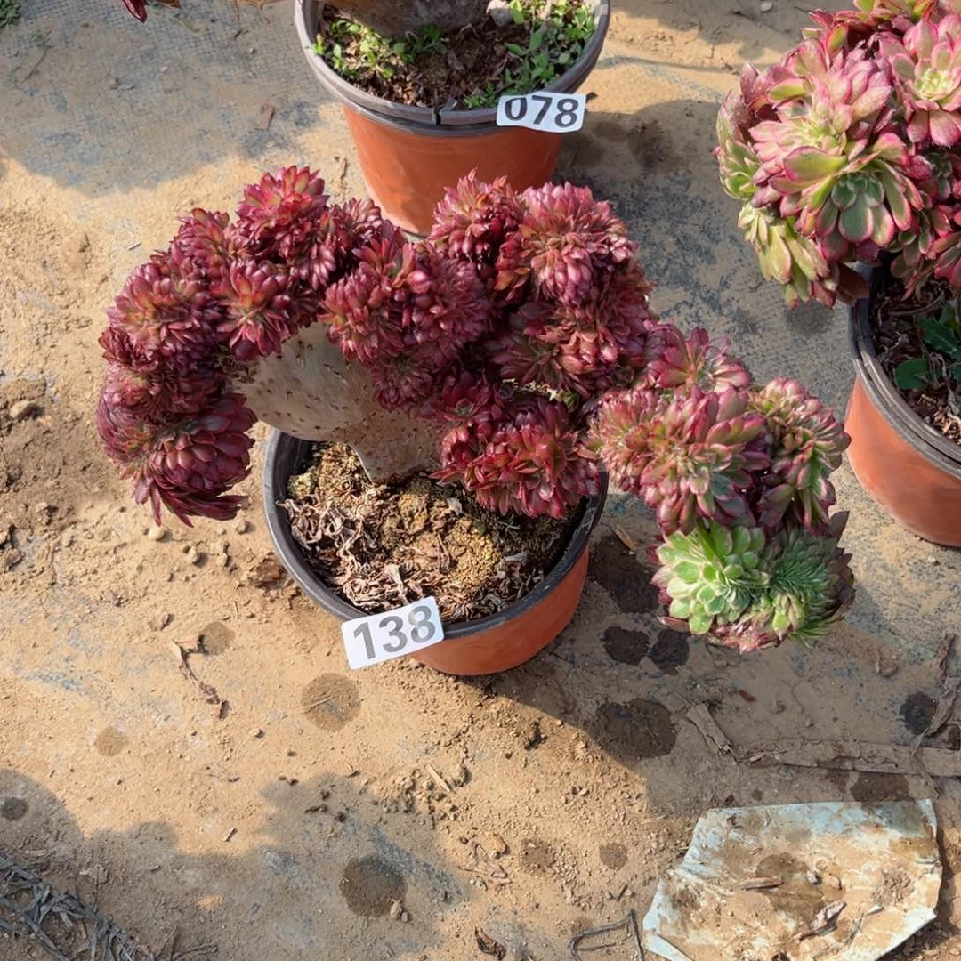 138墨雅金刚缀多肉