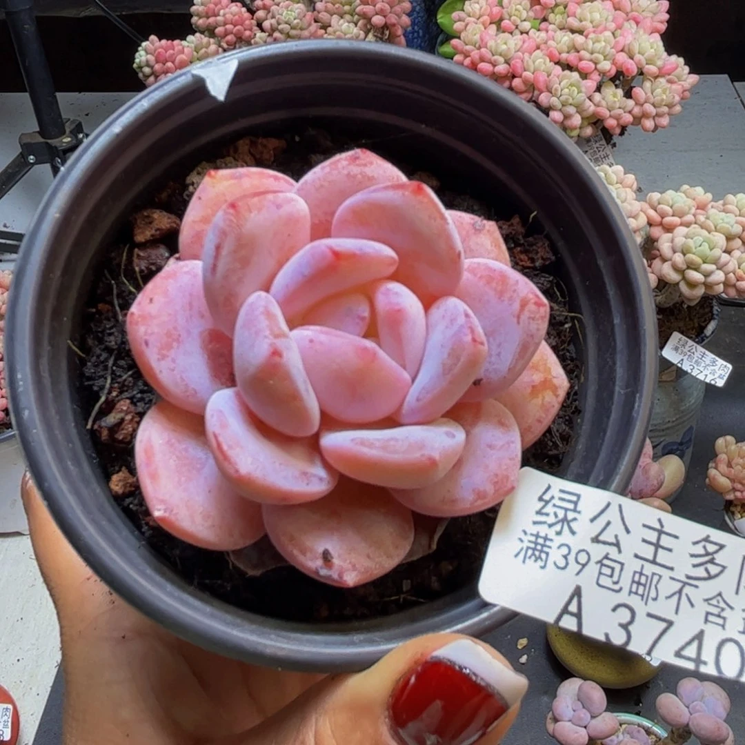 奶糕3740/6cm多肉多肉