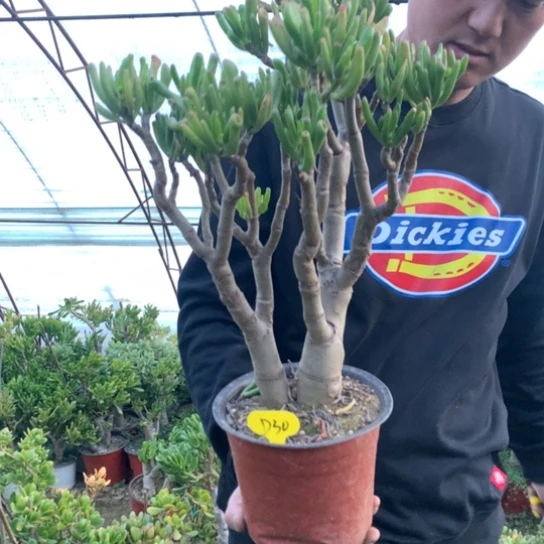 虎**威D30纤纤玉指脱土发货