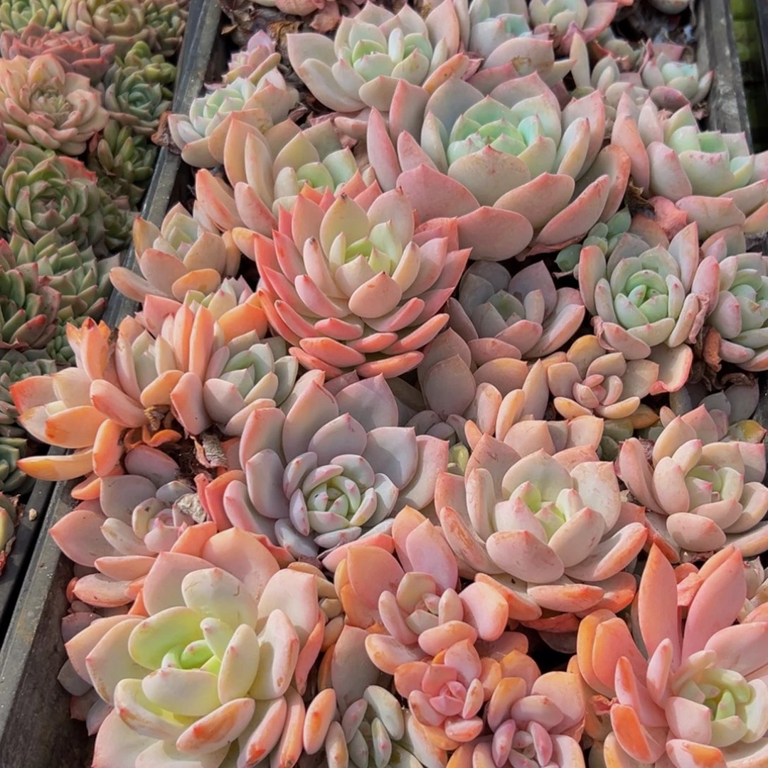 肥***猫604惺惺相惜出差成功缓不济急