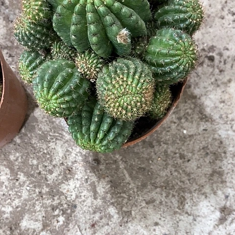 红黑心丽花，5公分左右