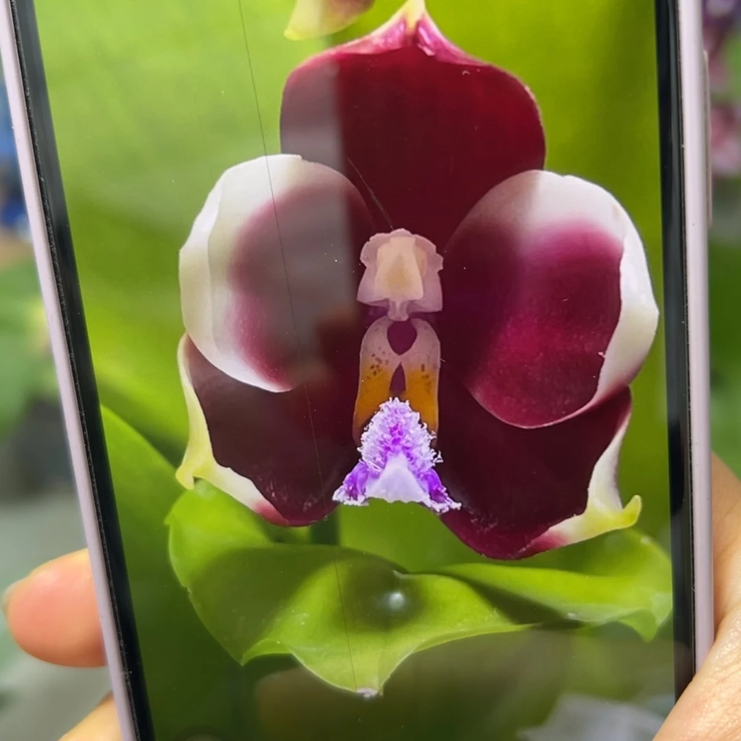 当前无花栽培后可以开花