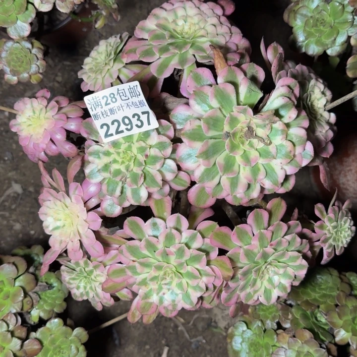 22937同白多肉植物