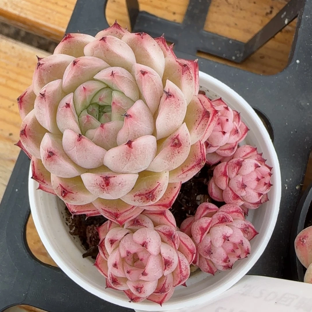 花语逸境0212-266