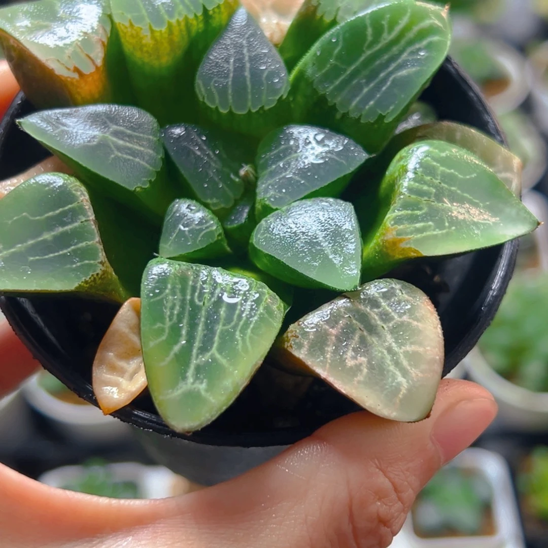 3917多肉植物一颗