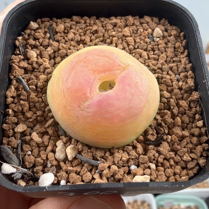 .19日系拉登 2.65厘米带盆发