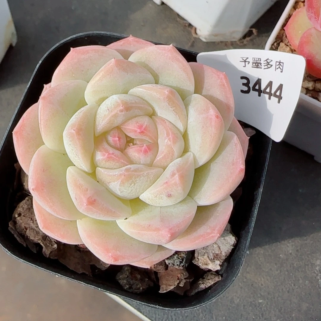 白桃汽水，3444多肉植物