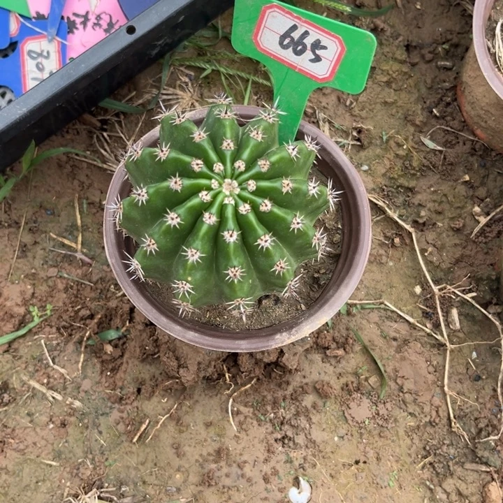 聪***熊665，实生彩草盲拍