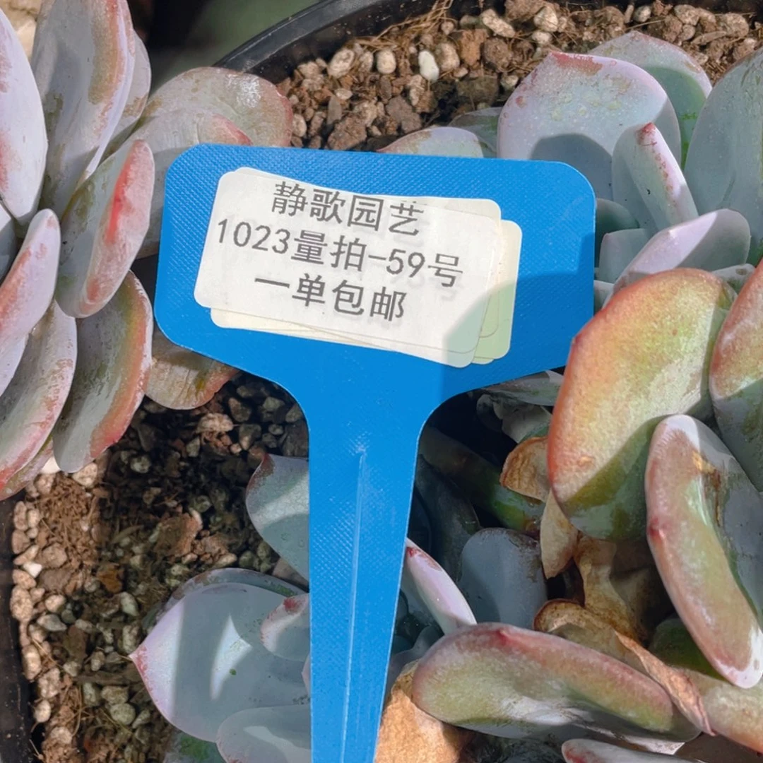 1023-59-飘支韩版奶茶福利一颗