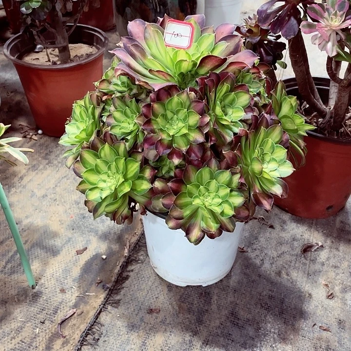 韶华多肉法师100号