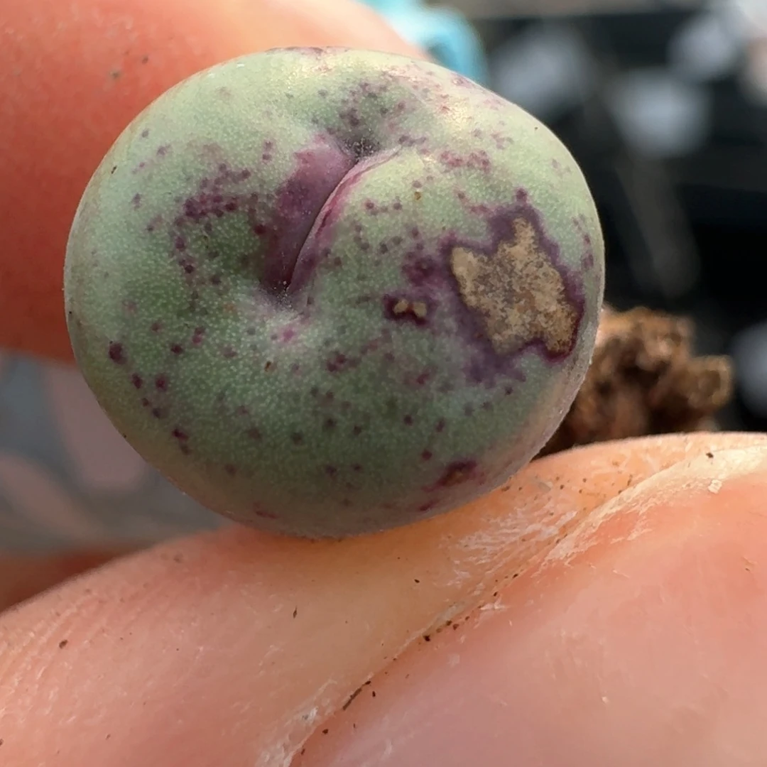 126贝特粉嘴0000000000