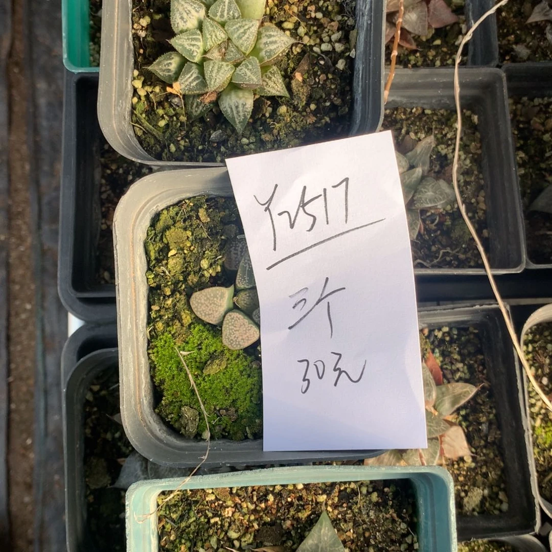 2517。 三个组合福利。